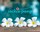 Jackie Pang Fund Plumeria Flower White - View 2